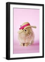 Baby Lion Head Rabbit (6 Wks Old)-null-Framed Photographic Print