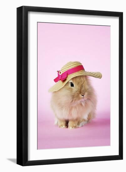 Baby Lion Head Rabbit (6 Wks Old)-null-Framed Photographic Print