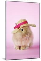 Baby Lion Head Rabbit (6 Wks Old)-null-Mounted Photographic Print