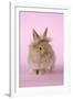 Baby Lion Head Rabbit (6 Wks Old)-null-Framed Photographic Print