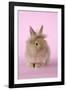 Baby Lion Head Rabbit (6 Wks Old)-null-Framed Photographic Print