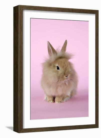 Baby Lion Head Rabbit (6 Wks Old)-null-Framed Photographic Print