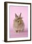 Baby Lion Head Rabbit (6 Wks Old)-null-Framed Photographic Print