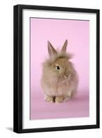 Baby Lion Head Rabbit (6 Wks Old)-null-Framed Photographic Print