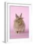 Baby Lion Head Rabbit (6 Wks Old)-null-Framed Photographic Print