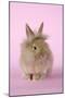 Baby Lion Head Rabbit (6 Wks Old)-null-Mounted Photographic Print