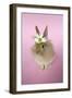 Baby Lion Head Rabbit (6 Wks Old)-null-Framed Photographic Print