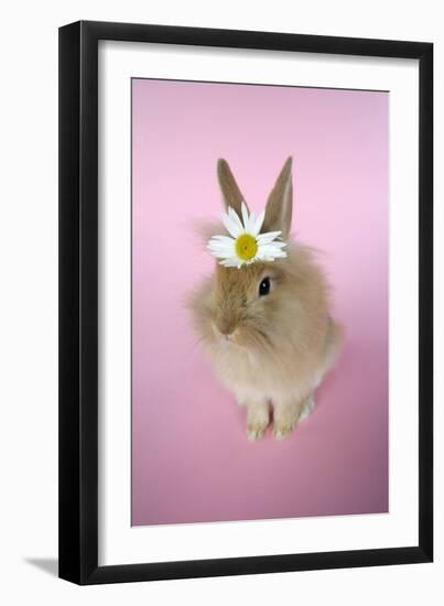 Baby Lion Head Rabbit (6 Wks Old)-null-Framed Photographic Print