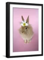 Baby Lion Head Rabbit (6 Wks Old)-null-Framed Photographic Print