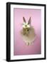 Baby Lion Head Rabbit (6 Wks Old)-null-Framed Photographic Print