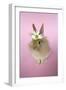 Baby Lion Head Rabbit (6 Wks Old)-null-Framed Photographic Print