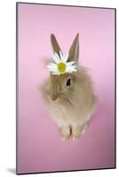 Baby Lion Head Rabbit (6 Wks Old)-null-Mounted Photographic Print