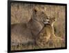 Baby Lion With Mother-Henry Jager-Framed Giclee Print