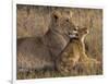 Baby Lion With Mother-Henry Jager-Framed Giclee Print