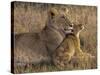 Baby Lion With Mother-Henry Jager-Stretched Canvas