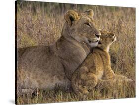 Baby Lion With Mother-Henry Jager-Stretched Canvas