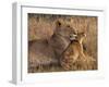 Baby Lion with Mother-Henry Jager-Framed Photographic Print