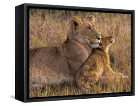 Baby Lion with Mother-Henry Jager-Framed Stretched Canvas