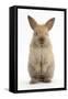 Baby Lionhead Cross Lop Rabbit, Standing-Mark Taylor-Framed Stretched Canvas