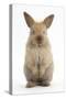 Baby Lionhead Cross Lop Rabbit, Standing-Mark Taylor-Stretched Canvas