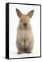 Baby Lionhead Cross Lop Rabbit, Standing-Mark Taylor-Framed Stretched Canvas