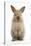 Baby Lionhead Cross Lop Rabbit, Standing-Mark Taylor-Stretched Canvas