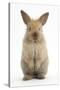 Baby Lionhead Cross Lop Rabbit, Standing-Mark Taylor-Stretched Canvas