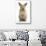 Baby Lionhead Cross Lop Rabbit, Standing-Mark Taylor-Stretched Canvas displayed on a wall