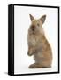 Baby Lionhead Cross Lop Rabbit, Standing-Mark Taylor-Framed Stretched Canvas