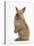 Baby Lionhead Cross Lop Rabbit, Standing-Mark Taylor-Stretched Canvas