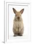 Baby Lionhead Cross Lop Rabbit, Standing-Mark Taylor-Framed Photographic Print