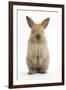 Baby Lionhead Cross Lop Rabbit, Standing-Mark Taylor-Framed Photographic Print