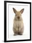 Baby Lionhead Cross Lop Rabbit, Standing-Mark Taylor-Framed Photographic Print