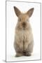 Baby Lionhead Cross Lop Rabbit, Standing-Mark Taylor-Mounted Photographic Print