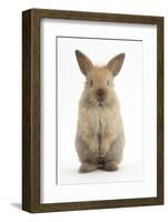 Baby Lionhead Cross Lop Rabbit, Standing-Mark Taylor-Framed Photographic Print