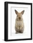 Baby Lionhead Cross Lop Rabbit, Standing-Mark Taylor-Framed Photographic Print