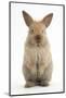 Baby Lionhead Cross Lop Rabbit, Standing-Mark Taylor-Mounted Photographic Print