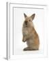 Baby Lionhead Cross Lop Rabbit, Standing-Mark Taylor-Framed Photographic Print