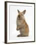 Baby Lionhead Cross Lop Rabbit, Standing-Mark Taylor-Framed Photographic Print