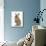 Baby Lionhead Cross Lop Rabbit, Standing-Mark Taylor-Mounted Photographic Print displayed on a wall