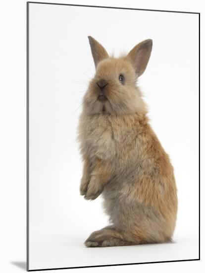 Baby Lionhead Cross Lop Rabbit, Standing-Mark Taylor-Mounted Photographic Print