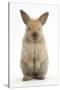 Baby Lionhead Cross Lop Rabbit, Standing-Mark Taylor-Stretched Canvas