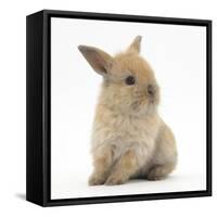 Baby Lionhead Lop Cross Rabbit-Mark Taylor-Framed Stretched Canvas