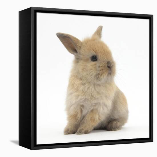 Baby Lionhead Lop Cross Rabbit-Mark Taylor-Framed Stretched Canvas