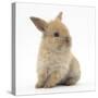 Baby Lionhead Lop Cross Rabbit-Mark Taylor-Stretched Canvas