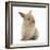 Baby Lionhead Lop Cross Rabbit-Mark Taylor-Framed Photographic Print