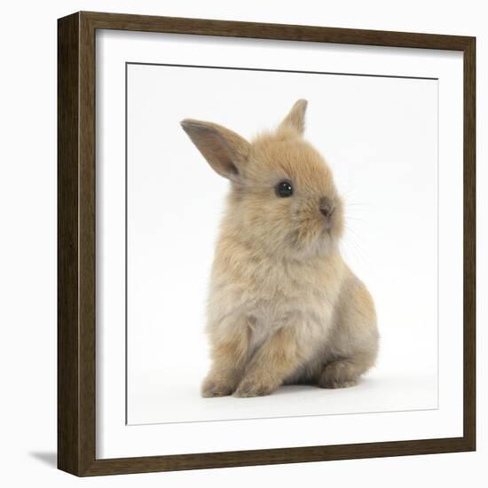 Baby Lionhead Lop Cross Rabbit-Mark Taylor-Framed Photographic Print