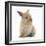 Baby Lionhead Lop Cross Rabbit-Mark Taylor-Framed Photographic Print