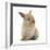 Baby Lionhead Lop Cross Rabbit-Mark Taylor-Framed Photographic Print