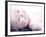 Baby Lying Down-null-Framed Photographic Print